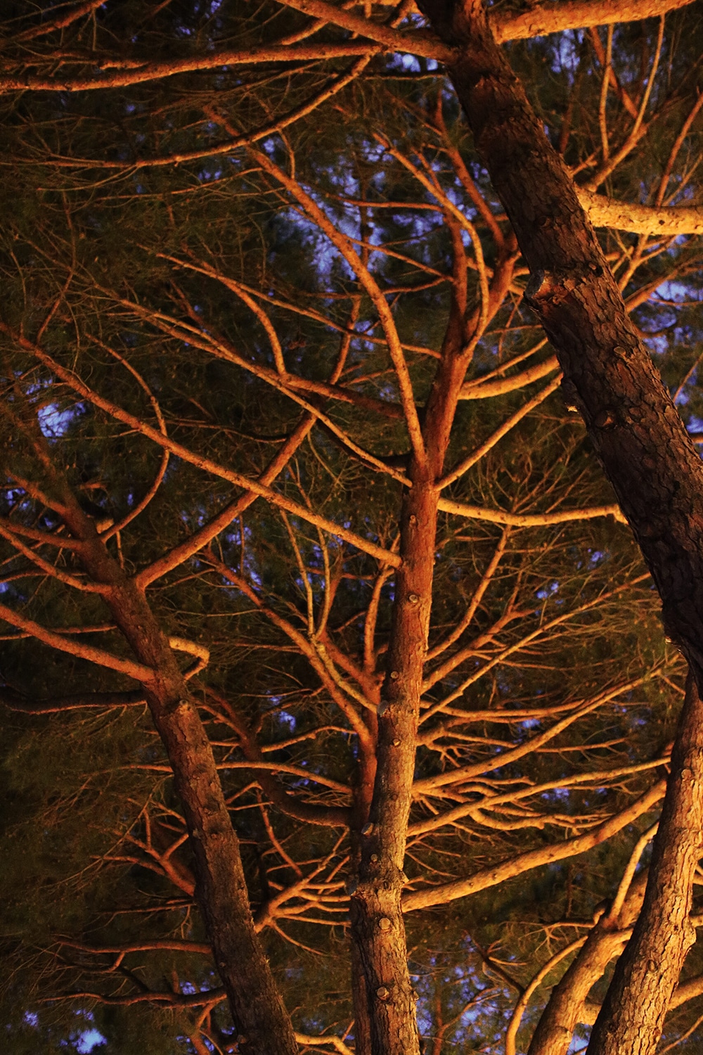 L'art de décorer avec des plantes est une façon magnifique d'embellir votre intérieur et de créer une atmosphère apaisante. En choisissant les bonnes plantes, en les disposant judicieusement et en en prenant soin, vous pouvez transformer votre espace de vie en un véritable jardin intérieur. Que vous soyez novice ou passionné de jardinage, ce guide pratique vous permettra d'intégrer harmonieusement la verdure dans votre décor. Alors, n'hésitez plus et laissez-vous inspirer par la nature !